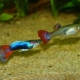 How many guppies live and how to extend their life?