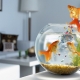 How many goldfish live and what does it depend on?