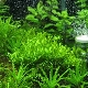 CO2 for an aquarium: description, varieties, selection and manufacture
