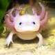 Axolotl content at home