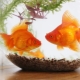 Goldfish maintenance and care