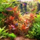 Aquarium fish compatibility: who gets along with whom?