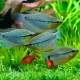 Gourami compatibility with other fish