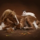 Horse and Rabbit (Cat) Compatibility
