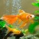 Goldfish compatibility with other breeds