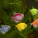 Terence Glofish: keeping, breeding and care