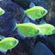 Terence caramel: keeping and caring for aquarium fish