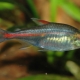 Tetra: description, types and contents of aquarium fish