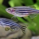 The subtleties of keeping zebrafish
