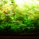 Fertilizers for aquarium plants: types and applications