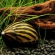 Neretina snail: species overview and care tips