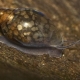 Snails theodoxus: description, rules of keeping and breeding