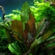 Types of aquarium plants