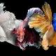 Types of Cockerel Fish