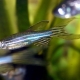 Types of Danio Fish