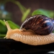 All about snails Achatina: features, species, cultivation and interesting facts