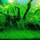 Javanese moss in an aquarium: how to grow and fix?