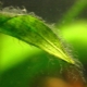 Green algae in an aquarium: causes, methods of control and prevention
