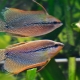 Pearl gourami: features, maintenance and care