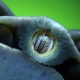 Snail's teeth: how many are there and how are they located?