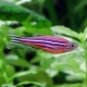 Danio rerio: description and maintenance of fish