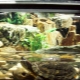 How to equip an aquarium for turtles?