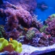 Marine aquariums: fish and equipment selection, launch rules