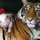 Boar and Tiger Compatibility