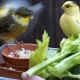 How and how to feed canaries?