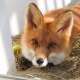 Domestic fox: how many years live, what to feed and how to keep?