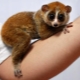 Exotic pets: list of pets and secrets of their keeping