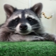 Raccoon as a pet: pros and cons of content
