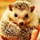 How to care for hedgehogs at home?