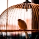 Bird Cages: Species Overview and Selection Guide