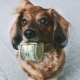 Pet tax in Russia