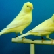 Features of keeping canaries at home