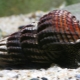 Features of the content of tylomelania snail