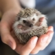 How many hedgehogs live at home?