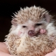 All About Domestic Hedgehogs