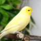 Canaries: breed description, keeping and breeding rules