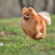 German Spitz: description and content recommendations