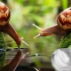 Snail cosmetics: features and types