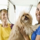 All about the groomer profession