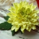 How to make original chrysanthemums from foamiran?