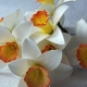How to make a daffodil from foamiran?
