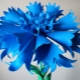 How to make cornflowers from foamiran?