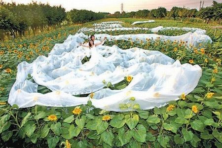 The longest wedding dress