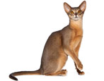 Everything you need to know about Abyssinian cats and cats