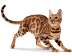 Bengal cat: breed features and character