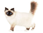 Burmese cats: features, selection and care